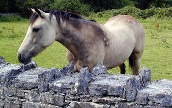 Connemara Pony