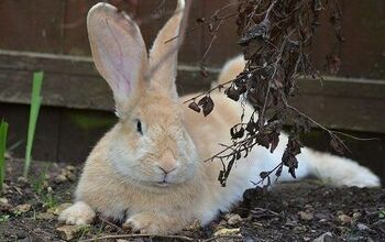 Continental Giant Rabbit