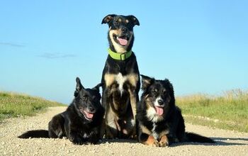 Cool Tips to Beat the Heat on Summer Hikes With Your Dog