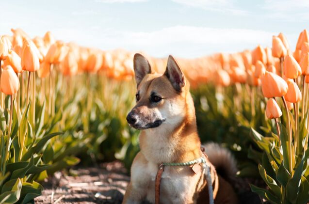 corgi inu, Shirin Alian Shutterstock