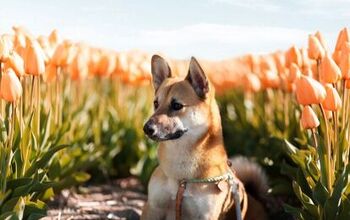 Corgi Inu