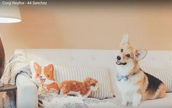 Corgi Realtor Sells Your Home On Treat Commission [Video]