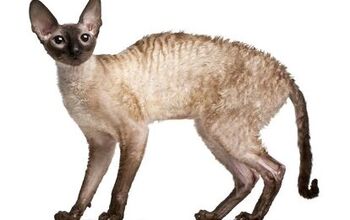 Cornish Rex