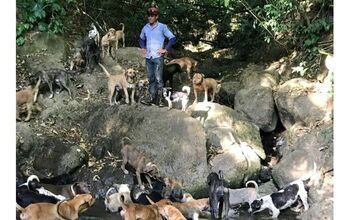 Costa Rican Puppy Paradise Gives Homeless Dogs New Lives