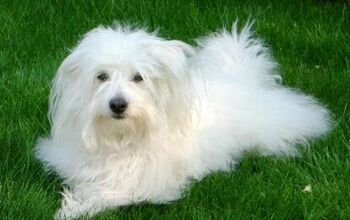 Coton De Tulear