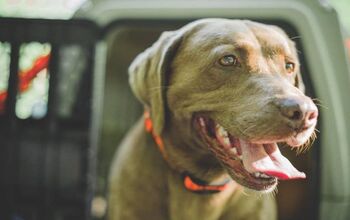 Could This Be The Safest Pet Carrier Ever?