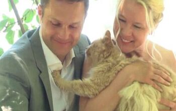 Couple Says I Do to 1,000 Feline Wedding Guests