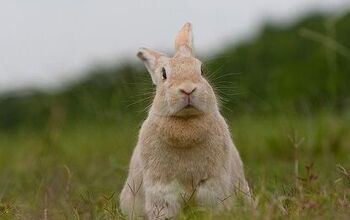 Creme D’Argent Rabbit