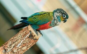 Crimson Bellied Conure