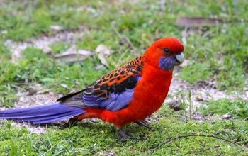 Crimson Rosella