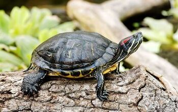 Cumberland Slider