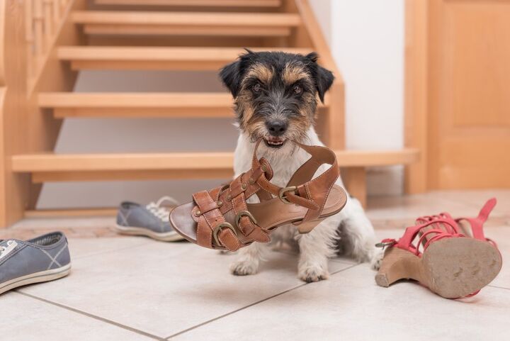 curb your dogs destructive chewing