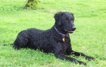 Curly-Coated Retriever