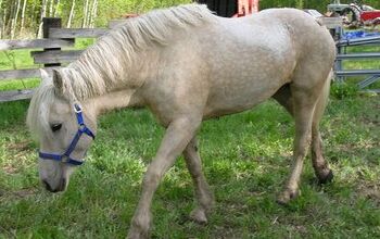 Curly Horse