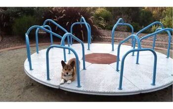 Cuteness Overload: Corgi On A Carousel [Video]