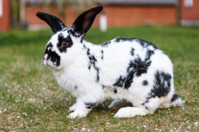 cutest rabbit breeds, Lukasz Pawel Szczepanski Shutterstock