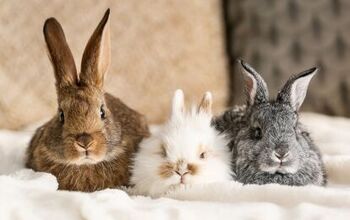 Cutest Rabbit Breeds