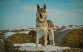 Czechoslovakian Wolfdog