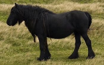 Dales Pony