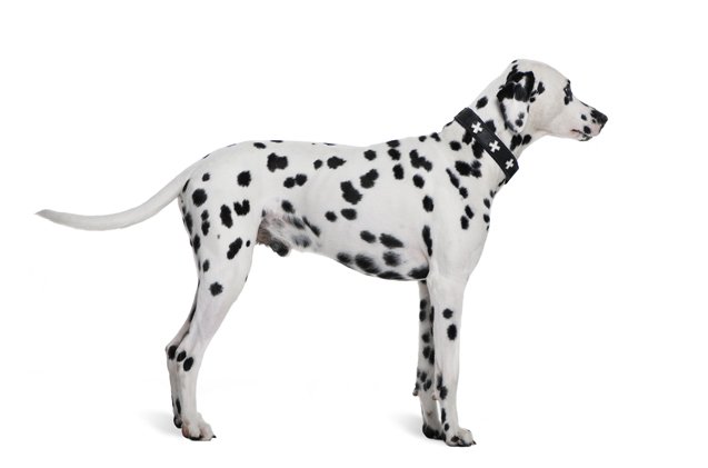 dalmatian