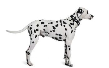 Dalmatian