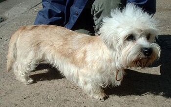 Dandie Dinmont Terrier