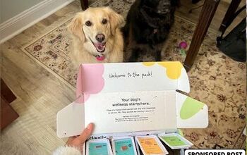 Dandy Pet Wellness: Personalized Supplements for Your Pup