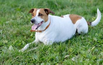 Danish Swedish Farmdog