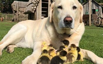 Darling Daddy Dog Adopts Orphaned Ducklings