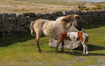 Dartmoor Pony