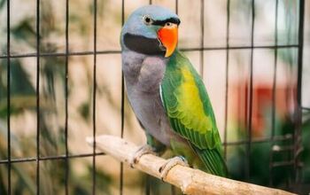 Derbyan Parakeet