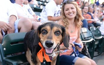 Detroit Tigers Announce the Return of ‘Bark at the Park’