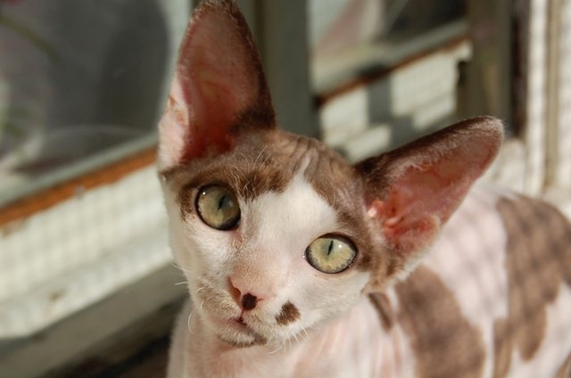 devonshire rex