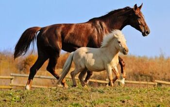 Difference Between a Pony and a Horse - Which Should You Choose?