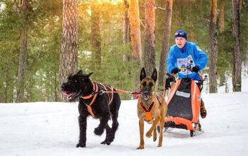 Dispelling the Myths About Urban Mushing