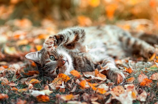 do cats slow down in autumn, Photo credit Bachkova Natalia Shutterstock com