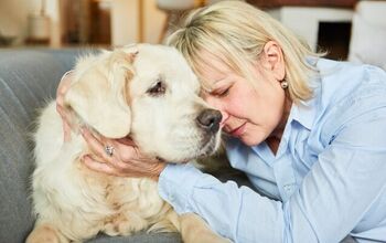 Do Dogs Experience Grief?