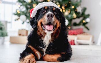 Do Dogs Get Stressed at Christmas?