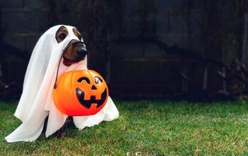 Do Dogs Get Stressed on Halloween?