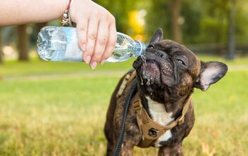 Do French Bulldogs Tolerate Heat Well?