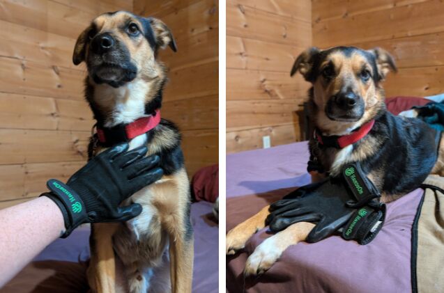 do grooming gloves work, My boy Lucifer with our HandsOn grooming gloves