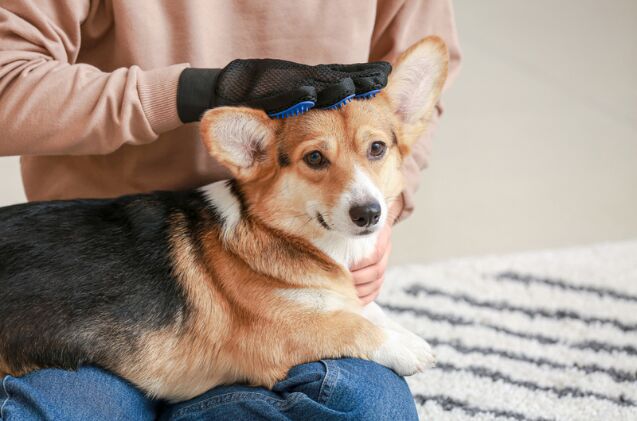 do grooming gloves work, Photo credit Pixel Shot Shutterstock com