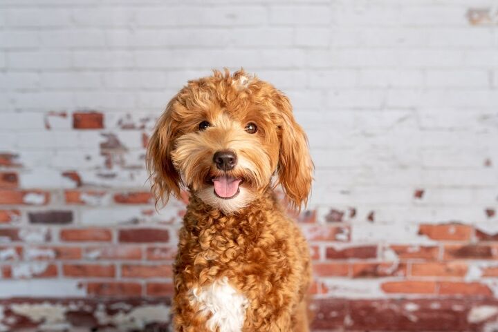 do mixed breed dogs shed, Tanya Consaul Photography Shutterstock