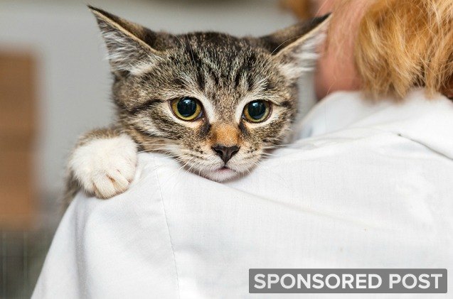 do you know the right vaccination schedule for your new pet