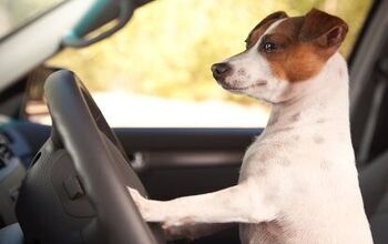 Do You Make These 5 Dog Car Safety Mistakes?