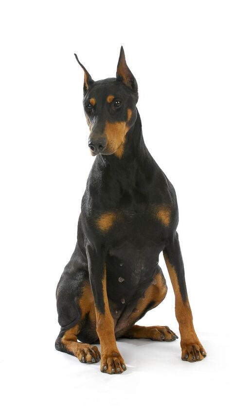 doberman pinscher