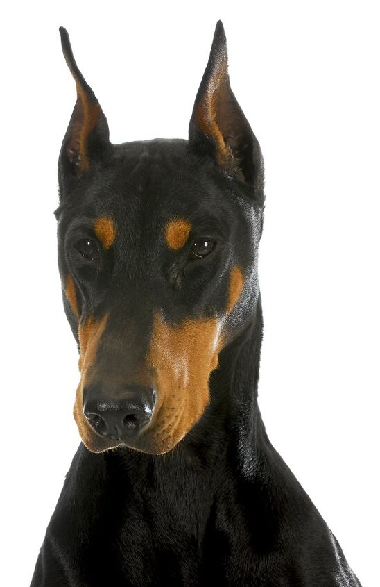 doberman pinscher