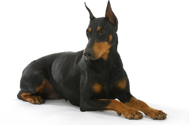 doberman pinscher