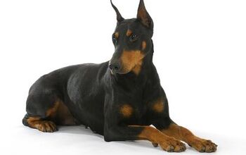 Doberman Pinscher