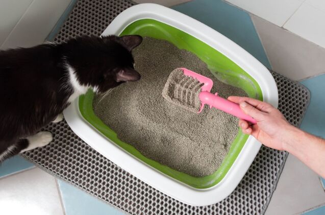 does my cat need a litter box when travelling, Photo credit Strigana Shutterstock com